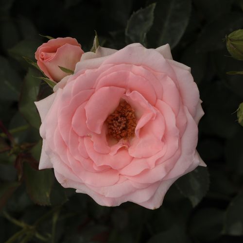 Gärtnerei - Rosa Katrin - rosa - teehybriden-edelrosen - duftlos - GPG Roter Oktober, Bad Langensalza - Geeignet für Beetrose, in Gruppen attraktiv, blüht früh mit vielen, grellen Blüten.